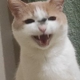 Telegram profile photo for Кладбище стихов