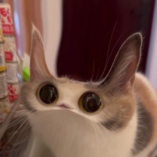 Telegram profile photo for meepcat portal