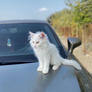 Telegram profile photo for صور قطط ،افتارات اسلامية، pinterest