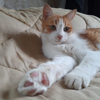 Telegram profile photo for Птичка, Эльф и Петербургский Кот