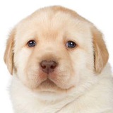 Telegram profile photo for 64 white little things
