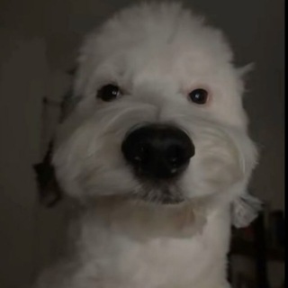 Telegram profile photo for Собака Яйця Клац Клац