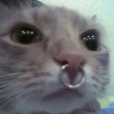Telegram profile photo for бандеренятко
