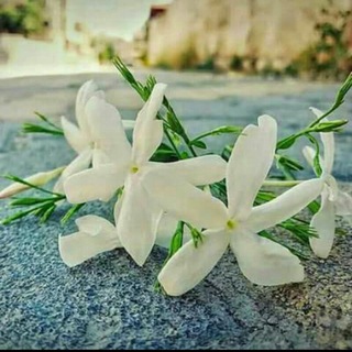 Telegram profile photo for مہنہوٌعہآتہ رآقہيہهہ