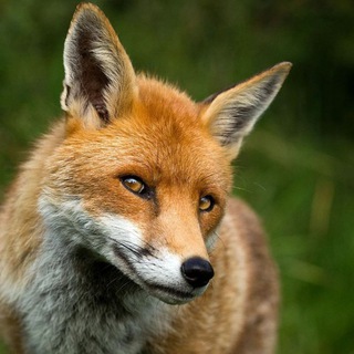 Telegram profile photo for Всё под контролем или СУЕТУ навести ОХОТА🦊🐯🐻