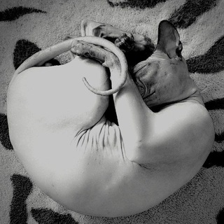 Telegram profile photo for Лысый кот каждый день
