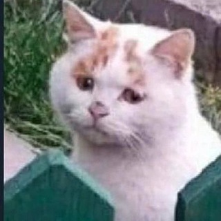 Telegram profile photo for Noah Cat Channel