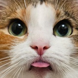 Telegram profile photo for Чипино бытие