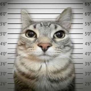 Telegram profile photo for A.A.N Partfolio