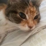 Telegram profile photo for Мурка