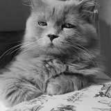 Telegram profile photo for Котогалактика