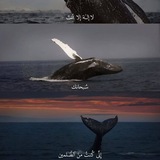 Telegram profile photo for صدقة جارية