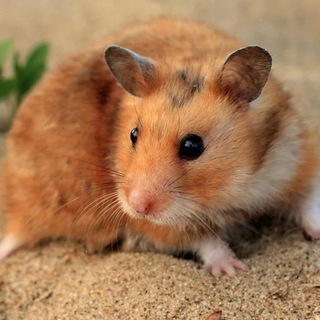 Telegram profile photo for Hamester 🐹 Iran 🐹