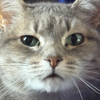 Telegram profile photo for Деякі бублікі