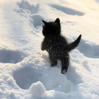 Telegram profile photo for Портфолио - Gertiz