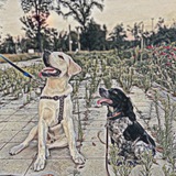 Telegram profile photo for Этоне пёс а друг