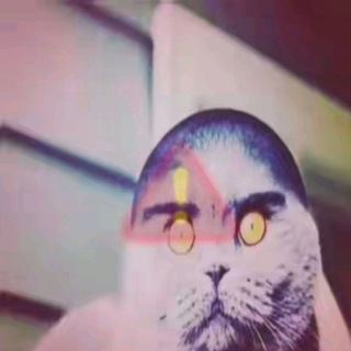 Telegram profile photo for Тольчик