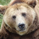 Telegram profile photo for Medved - info