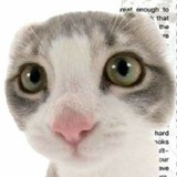 Telegram profile photo for biti