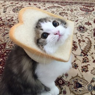 Telegram profile photo for Cute Kittens & Other Stuff