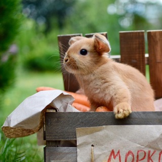 Telegram profile photo for Кролики от Оли