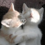 Telegram profile photo for Милые котики/стикеры с котиками