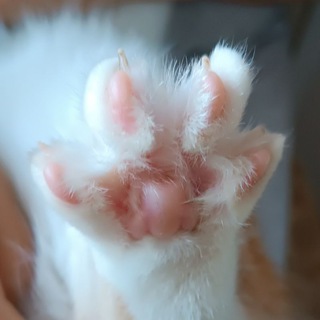 Telegram profile photo for Animal paws🐈⬛🐾🐈