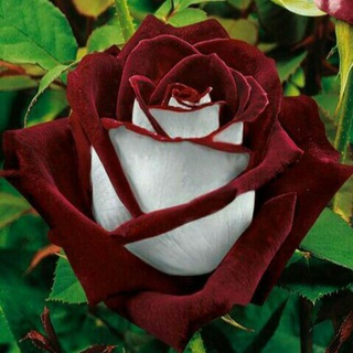 Telegram profile photo for قیزل باش