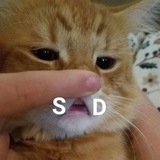 Telegram profile photo for Cat Meme Spot (The Fridge)