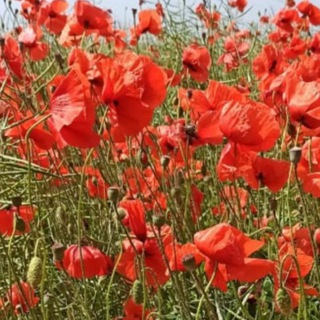 Telegram profile photo for КРАСА КУБАНИ, Краснодарский край, Россия.