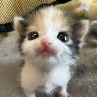 Telegram profile photo for больше контенчу (не точно)