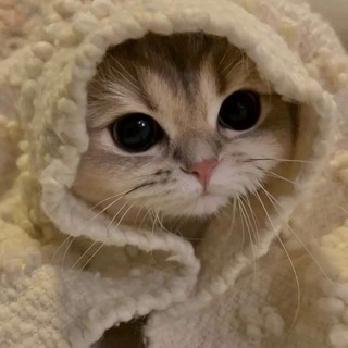 Telegram profile photo for взаимные подписки 🍒 реакции