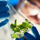 Telegram profile photo for Biosafety & transgenic