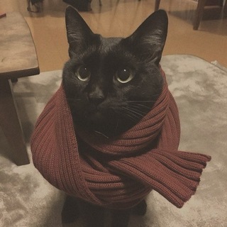 Telegram profile photo for 𝗅𝗈𝗌𝗍 𝗂𝗇 𝗌𝗂𝗅𝖾𝗇𝖼𝖾
