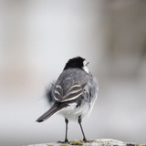 Telegram profile photo for Пернатый Пиксель