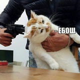 Telegram profile photo for некстати
