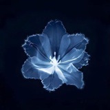 Telegram profile photo for flowers