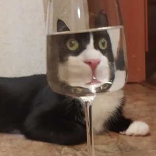 Telegram profile photo for загадочный кот