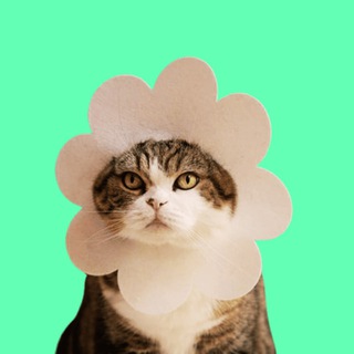 Telegram profile photo for $Cat | PORTAL