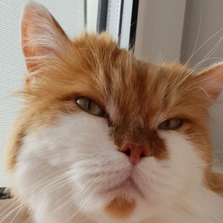 Telegram profile photo for Фуня