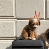 Telegram profile photo for картопляна порада