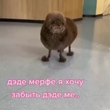 Telegram profile photo for укроп и петрушкаа