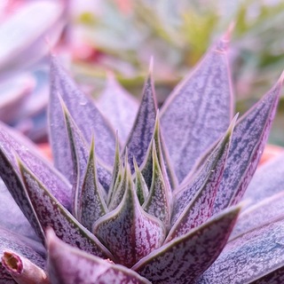 Telegram profile photo for МагазинЦветыДома1 /PlantsHomeSale1