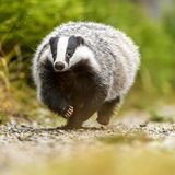 Telegram profile photo for Барсучатник 🦡