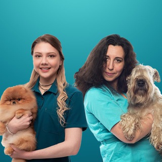 Telegram profile photo for ИнтроВет+