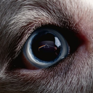Telegram profile photo for Perfect World Tracker