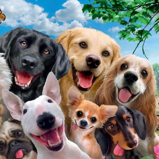Telegram group profile photo for Собаки г. Электросталь🦮