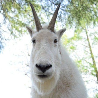 Telegram profile photo for Nothing