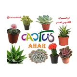 Telegram profile photo for ارزانسرای کاکتوس اهر
