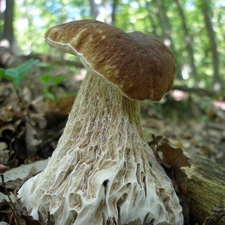 Telegram profile photo for мицелий
